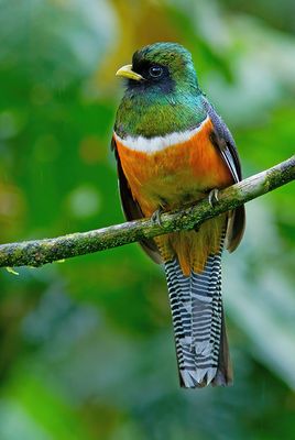 Orange-bellied Trogon / Oranjebuiktrogon