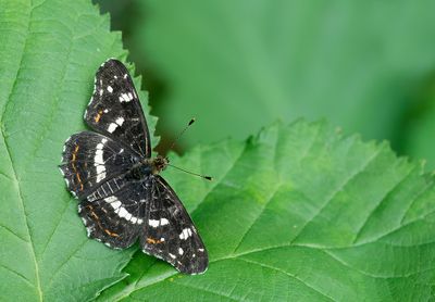 Map butterfly / Landkaartje