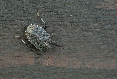 Halyomorpha halys / Bruingemarmerde schildwants