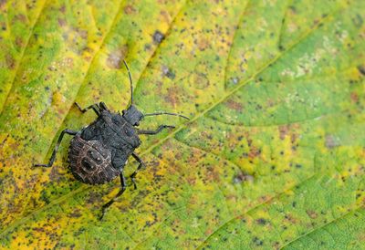 Halyomorpha halys / Bruingemarmerde schildwants