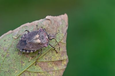 Halyomorpha halys / Bruingemarmerde schildwants