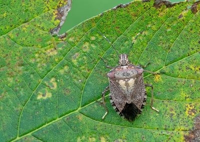 Halyomorpha halys / Bruingemarmerde schildwants