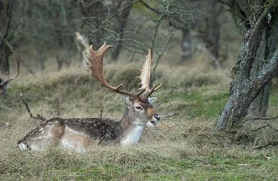 Fallow deer / Damhert