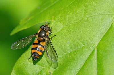  Didea fasciata / Bosdidea