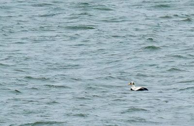 Spectacled eider / Brileider
