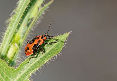 Lygaeus equestris / Prachtridderwants