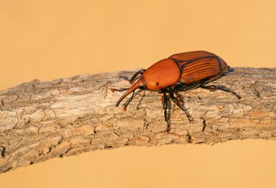 Red palm weevil / Rode palmkever