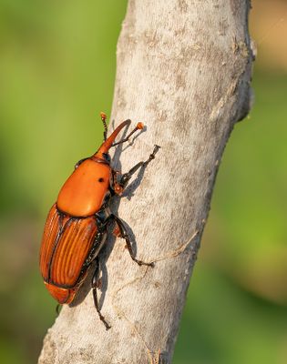 Red palm weevil / Rode palmkever