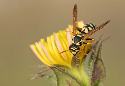 Polistes mongolicus