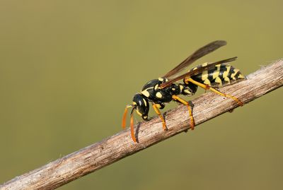 Polistes mongolicus