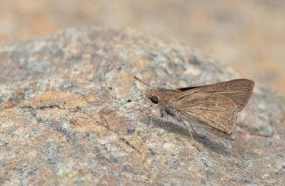 Pigmy skipper / Klein kustdikkopje
