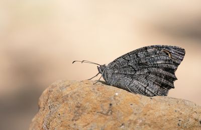 Freyer's grayling / Donkere heivlinder