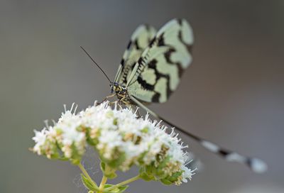 Nemoptera sinuata