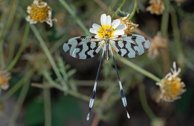 Nemoptera sinuata
