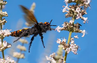 Megascolia maculata / Reuzendolkwesp