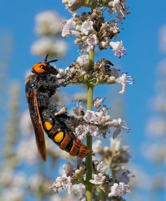 Megascolia maculata / Reuzendolkwesp