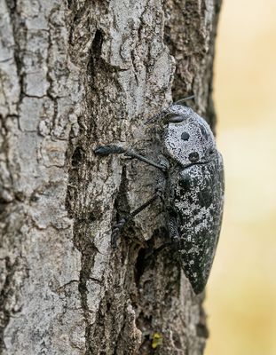 Capnodis miliaris