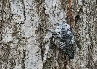 Capnodis miliaris