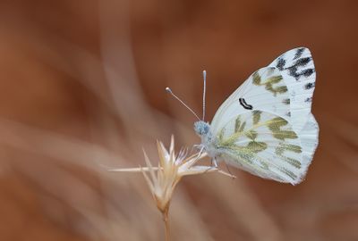 Lesser Bath white / Klein resedawitje