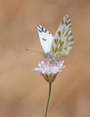 Lesser Bath white / Klein resedawitje
