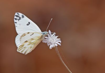 Lesser Bath white / Klein resedawitje