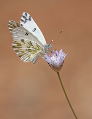 Lesser Bath white / Klein resedawitje