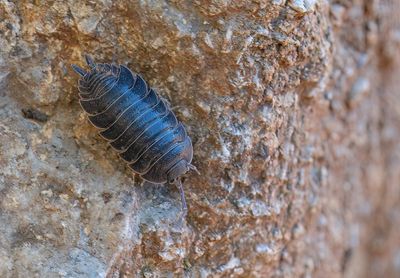 Porcellio obsoletus