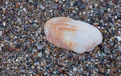 Barbatia barbata