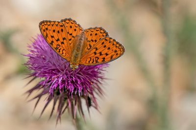 Niobe Fritillary / Duinparelmoervlinder