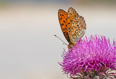 Niobe Fritillary / Duinparelmoervlinder