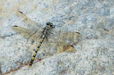 Eastern Small Pincertail / Oostelijke Kleine tanglibel (O.f..albotibialis)