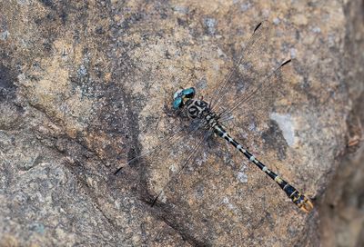 Eastern Small Pincertail / Oostelijke Kleine tanglibel (O.f..albotibialis)