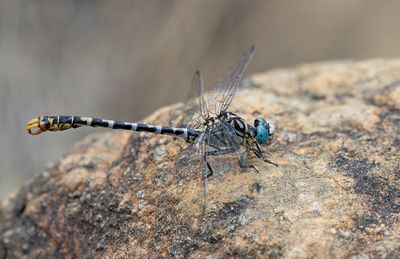Eastern Small Pincertail / Oostelijke Kleine tanglibel (O.f..albotibialis)