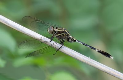 Slender Skimmer / Slanke oeverlibel