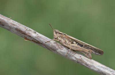 Aiolopus strepens / Plompe groenvleugel