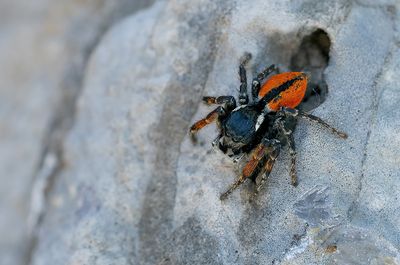 Philaeus chrysops
