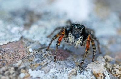 Philaeus chrysops