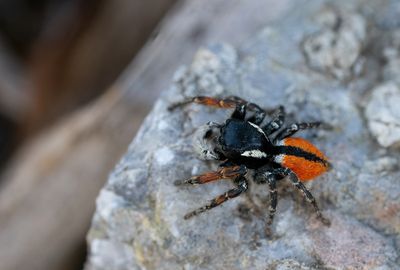 Philaeus chrysops