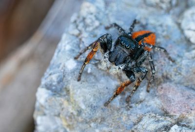 Philaeus chrysops