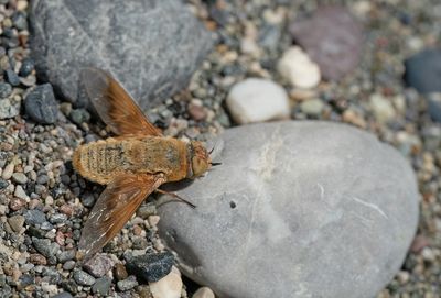 Heteralonia aeaca