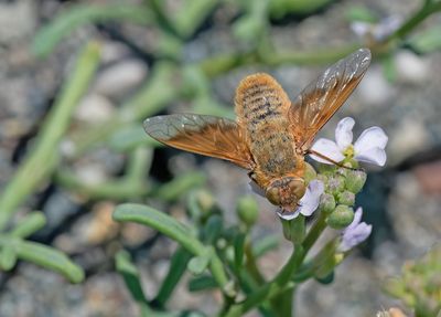 Heteralonia aeaca