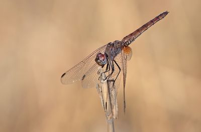 Violet dropwing / Purperlibel 