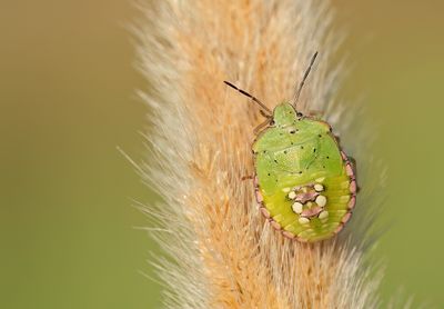 Nezara viridula / Zuidelijke groene schildwants