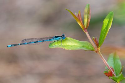 Goblet-marked Damselfly / Kanaaljuffer