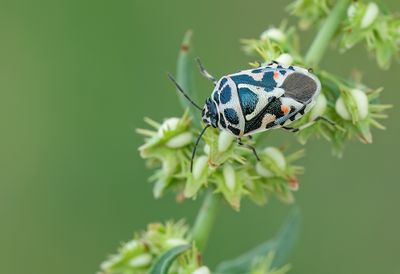 Eurydema ornata / Sierlijke schildwants