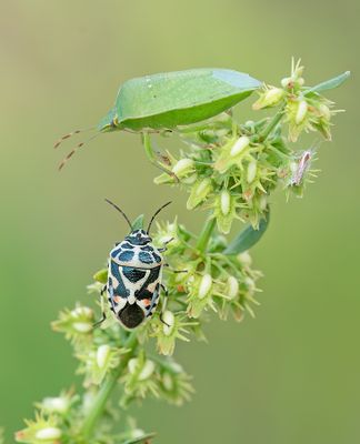 Eurydema ornata / Sierlijke schildwants