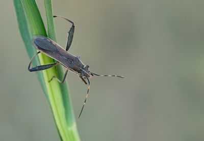 Camptopus lateralis