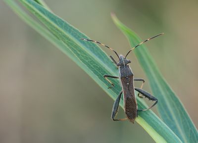 Camptopus lateralis