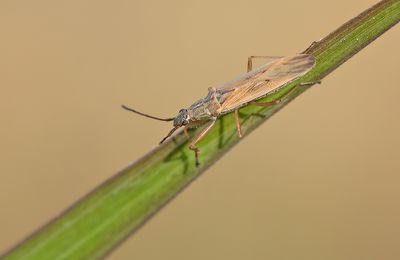 Paromius gracilis
