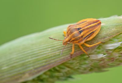 Tholagmus flavolineatus